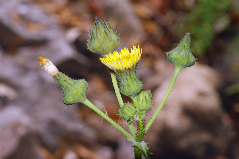 Sonchus asper